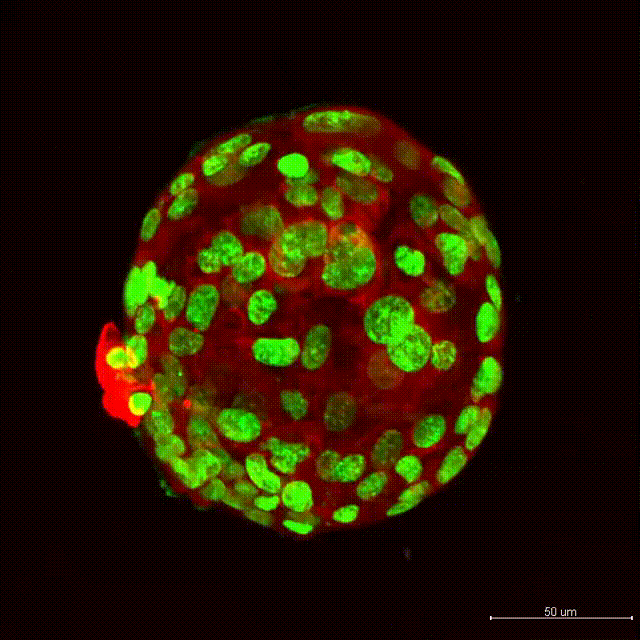 Cells, fluorescence