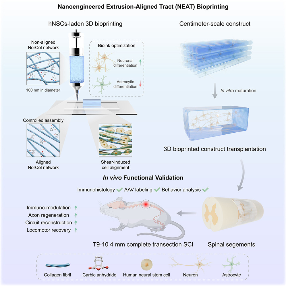 20260206-graphical abstract
